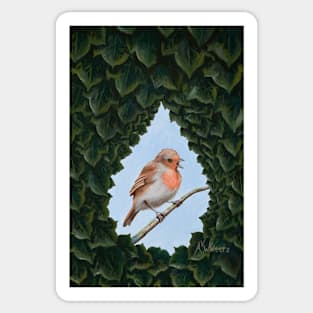 Winter Robin Seen through Opening in English Ivy Sticker